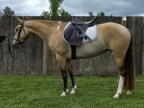 HorseID: 2299285 2015 Gorgeous Dunskin 4 white socks Mustang Mare - PhotoID: 1091292