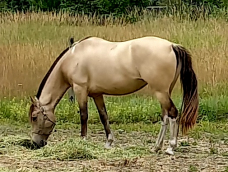 HorseID: 2299285 2015 Gorgeous Dunskin 4 white socks Mustang Mare - PhotoID: 1091294