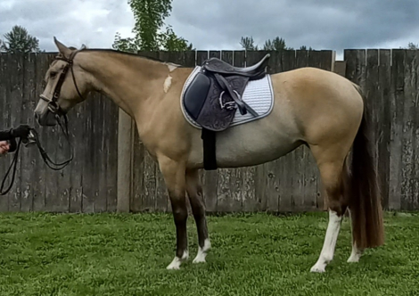 HorseID: 2299285 2015 Gorgeous Dunskin 4 white socks Mustang Mare - PhotoID: 1091295