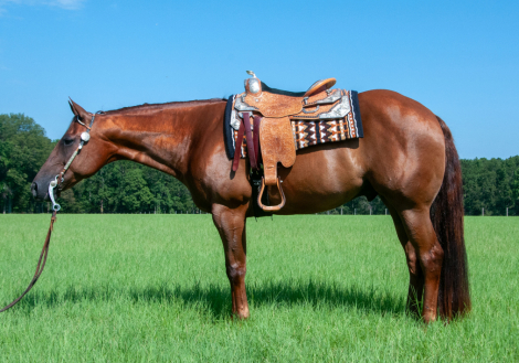 HorseID: 2299529 Know A Good Bar - PhotoID: 1090972