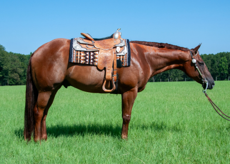 HorseID: 2299529 Know A Good Bar - PhotoID: 1090973