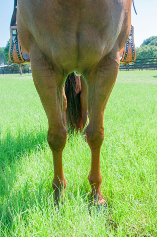 HorseID: 2299529 Know A Good Bar - PhotoID: 1090974