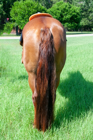 HorseID: 2299529 Know A Good Bar - PhotoID: 1090975