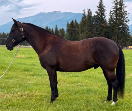 HorseID: 2299590 Pacaro - PhotoID: 1091253