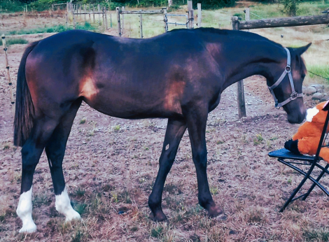 HorseID: 2299617 2024 Lusitano x AWSSR X Drum (Gypsy x Clydesdale) - PhotoID: 1091305