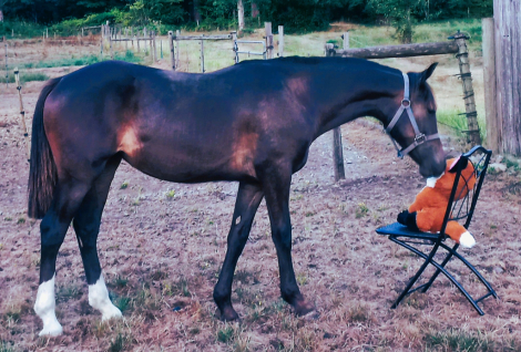 HorseID: 2299617 2024 Lusitano x AWSSR X Drum (Gypsy x Clydesdale) - PhotoID: 1091306