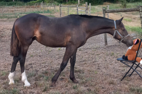 HorseID: 2299617 2024 Lusitano x AWSSR X Drum (Gypsy x Clydesdale) - PhotoID: 1091307