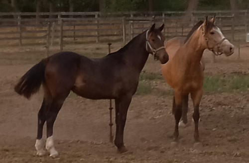 HorseID: 2299617 2024 Lusitano x AWSSR X Drum (Gypsy x Clydesdale) - PhotoID: 1091308