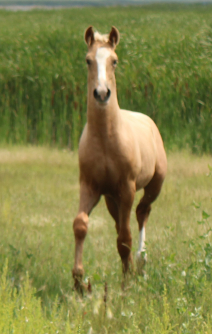 HorseID: 2299827 NSS Amarillo By Morning - PhotoID: 1081888