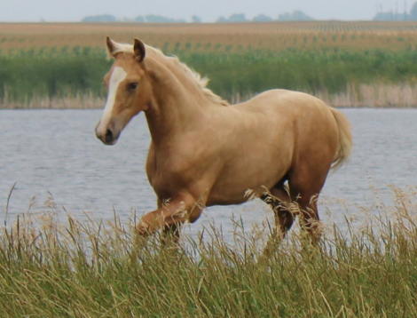 HorseID: 2299827 NSS Amarillo By Morning - PhotoID: 1090442