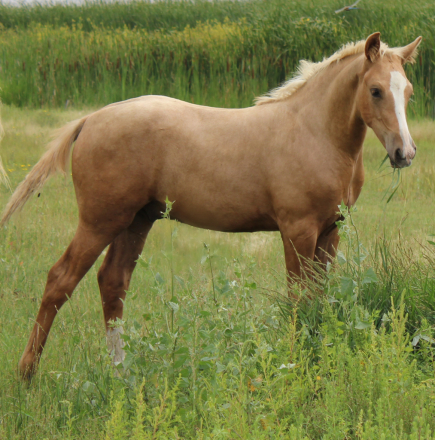 HorseID: 2299827 NSS Amarillo By Morning - PhotoID: 1090443