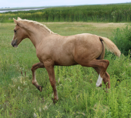 HorseID: 2299827 NSS Amarillo By Morning - PhotoID: 1090444