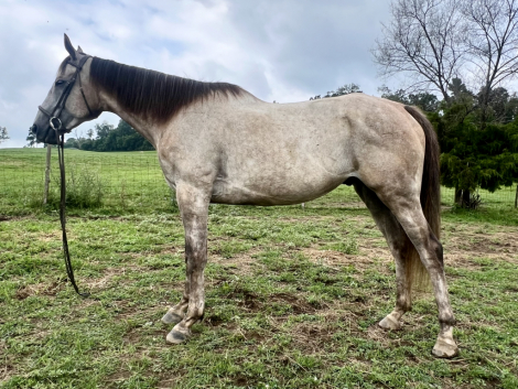 HorseID: 2299961 Geppetto - PhotoID: 1090976