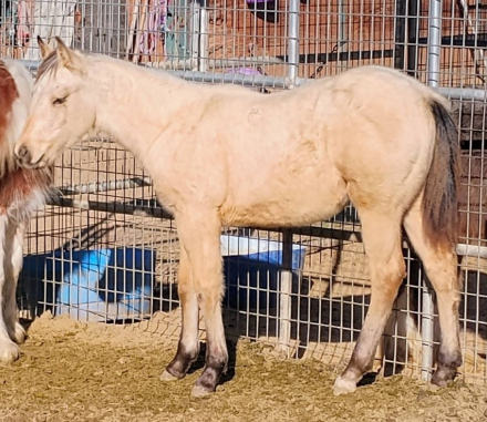 HorseID: 2300104 SE Shining Legacy - PhotoID: 1091181