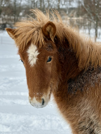 HorseID: 2300193 Óskar Björn from Thistlefinch - PhotoID: 1083219