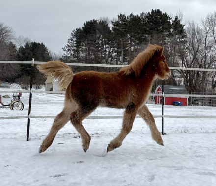 HorseID: 2300193 Óskar Björn from Thistlefinch - PhotoID: 1090110