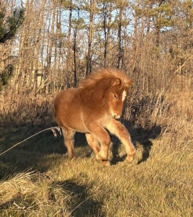 HorseID: 2300193 Óskar Björn from Thistlefinch - PhotoID: 1090111