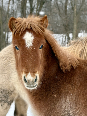 HorseID: 2300193 Óskar Björn from Thistlefinch - PhotoID: 1090112
