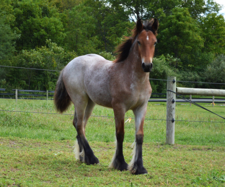 HorseID: 2300312 CHESTNUT OAK'S SHAMROCK - PhotoID: 1084760