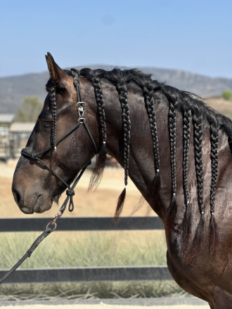 HorseID: 2300521 Zeus - PhotoID: 1082035