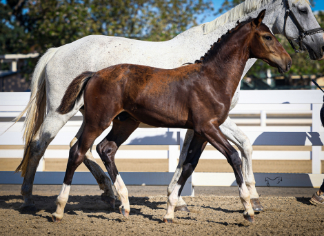 HorseID: 2300637 Valentino RTH - PhotoID: 1082278