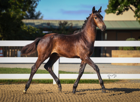 HorseID: 2300641 Via Con Dios RTH - PhotoID: 1082280