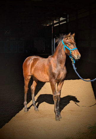 HorseID: 2300958 Maximo's Horchata - PhotoID: 1082736