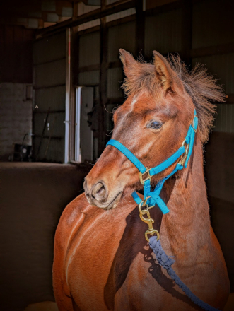 HorseID: 2300958 Maximo's Horchata - PhotoID: 1082737