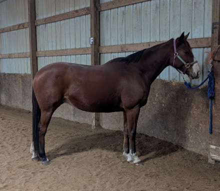 HorseID: 2300958 Maximo's Horchata - PhotoID: 1082738