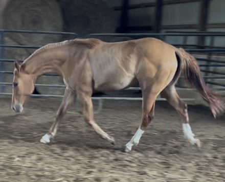 HorseID: 2301004 Simply the truth - PhotoID: 1082692