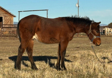 HorseID: 2301071 Hesa High Bet - PhotoID: 1082778