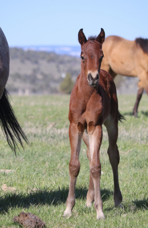 HorseID: 2301071 Hesa High Bet - PhotoID: 1090947