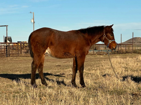 HorseID: 2301071 Hesa High Bet - PhotoID: 1090948