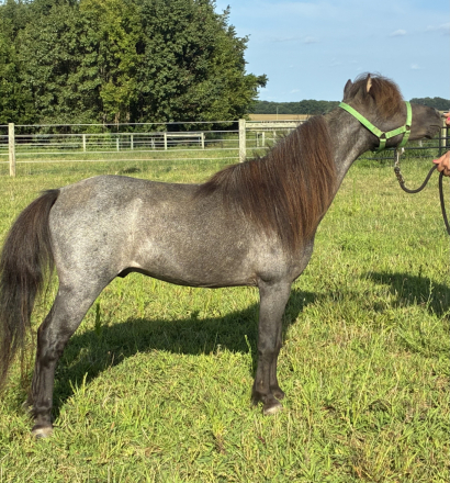 HorseID: 2301325 Wooded Acres Kings Ransom - PhotoID: 1083173