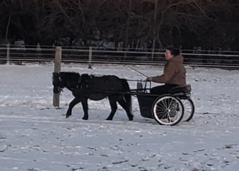 HorseID: 2301325 Wooded Acres Kings Ransom - PhotoID: 1083173