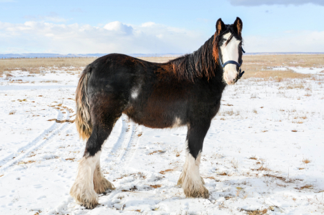 HorseID: 2301359 LC Olive Oyl - PhotoID: 1083198