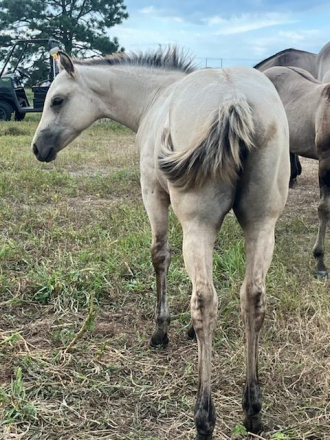 HorseID: 2301406 BRAVOS STAR BUCKS - PhotoID: 1083263