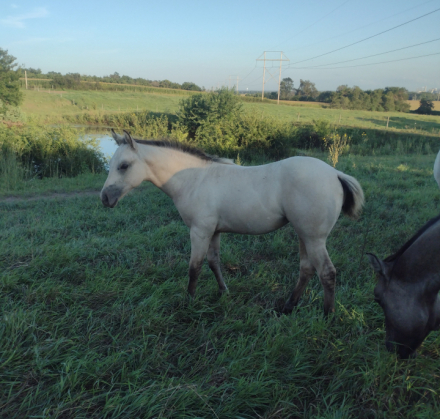 HorseID: 2301406 BRAVOS STAR BUCKS - PhotoID: 1083264