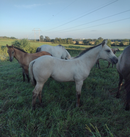 HorseID: 2301406 BRAVOS STAR BUCKS - PhotoID: 1083265