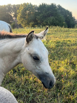 HorseID: 2301406 BRAVOS STAR BUCKS - PhotoID: 1083266