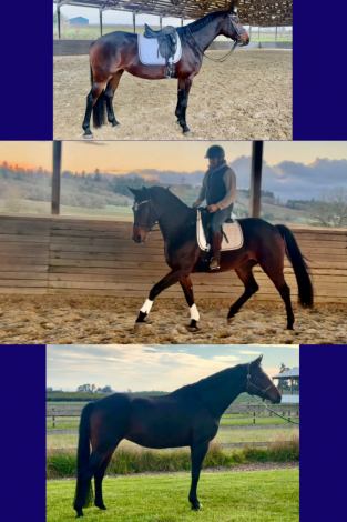 HorseID: 2301420 Ballerina HW - PhotoID: 1083280