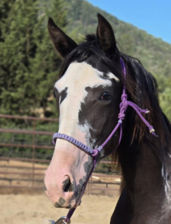 HorseID: 2301438 Maybe I'll Shock You - PhotoID: 1091231