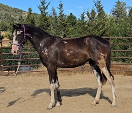 HorseID: 2301438 Maybe I'll Shock You - PhotoID: 1091233