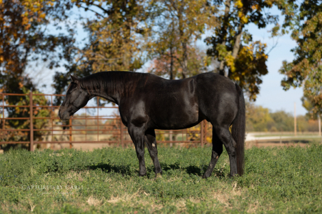 HorseID: 2301482 SNIPPYS BEST CHEX - PhotoID: 1083532