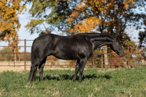 HorseID: 2301482 SNIPPYS BEST CHEX - PhotoID: 1083533