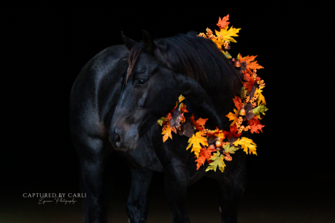 HorseID: 2301482 SNIPPYS BEST CHEX - PhotoID: 1083534