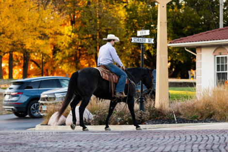 HorseID: 2301482 SNIPPYS BEST CHEX - PhotoID: 1083535