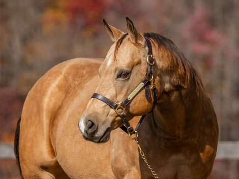 HorseID: 2301482 Dallas - PhotoID: 1083534