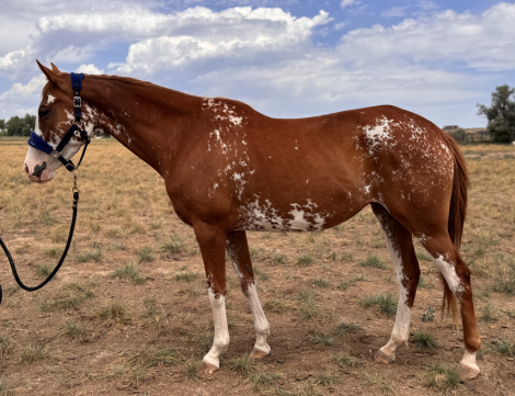HorseID: 2301543 Cosmea - PhotoID: 1083445
