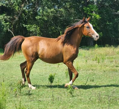 HorseID: 2301568 RDS Coming In Hott - PhotoID: 1083462